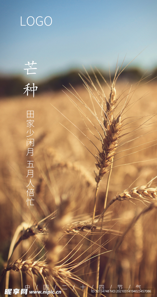芒种