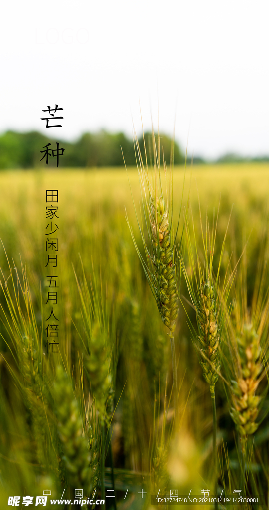 芒种