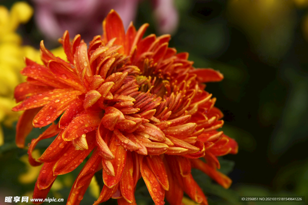 菊花