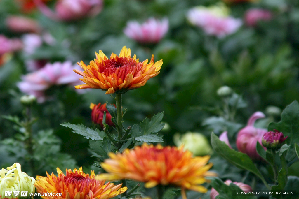 菊花
