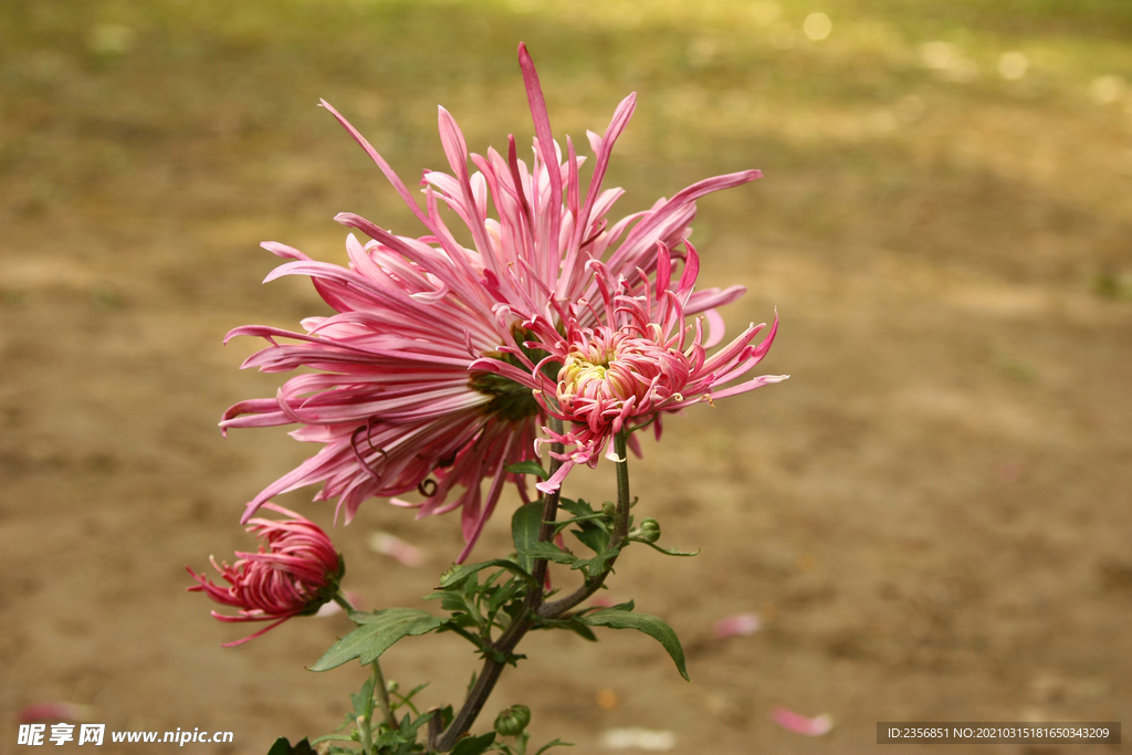 菊花