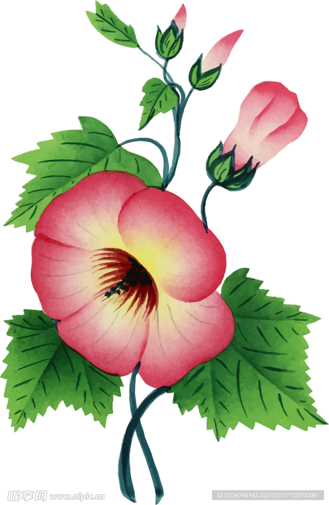 牵牛花