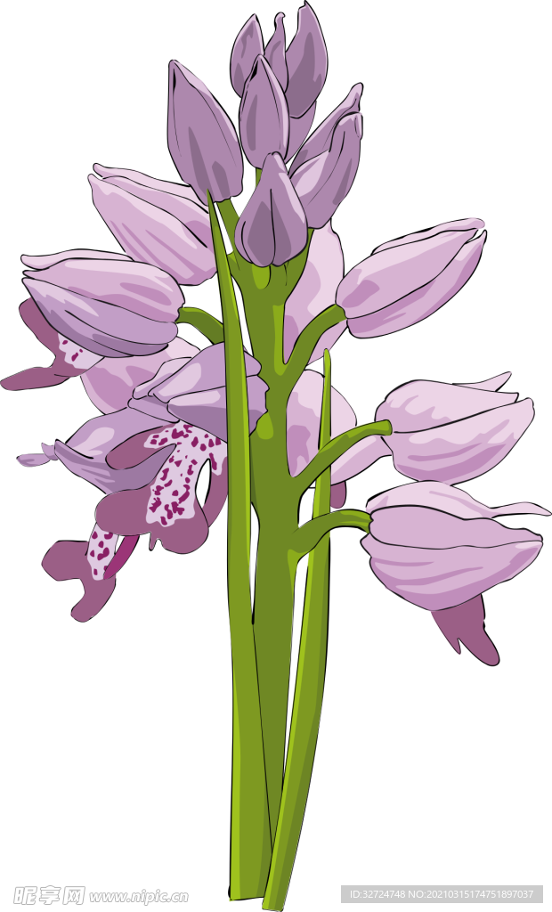 紫色插画花