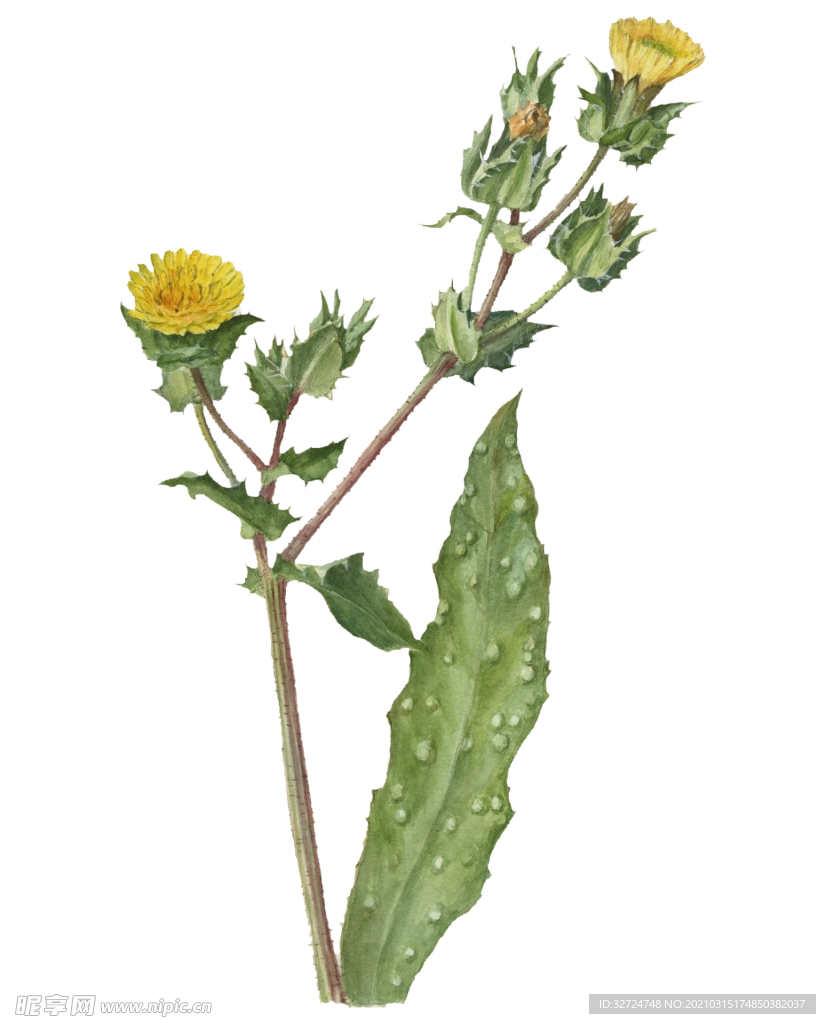 植物手绘