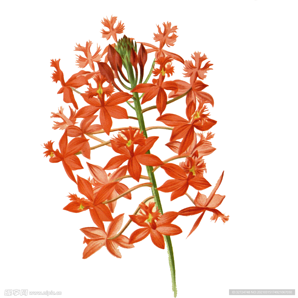 花朵插画