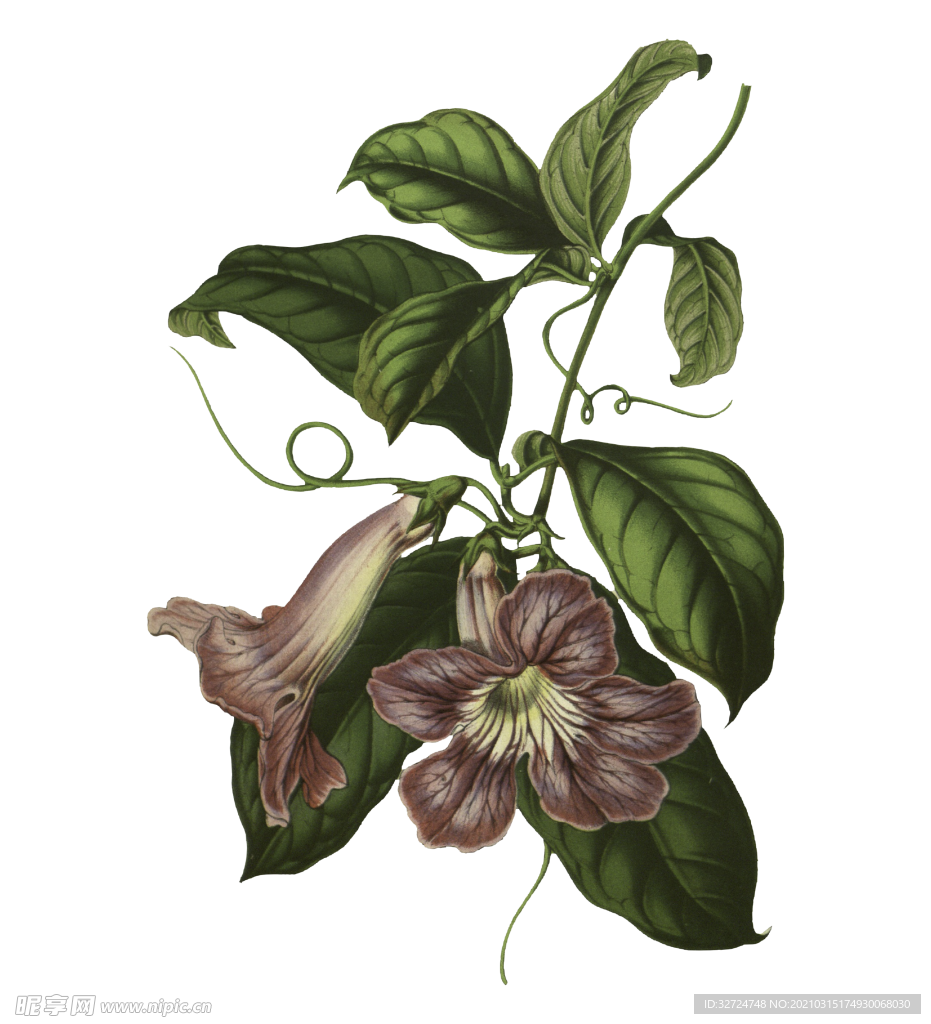 牵牛花