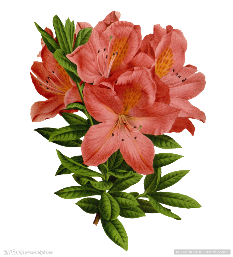 杜鹃花