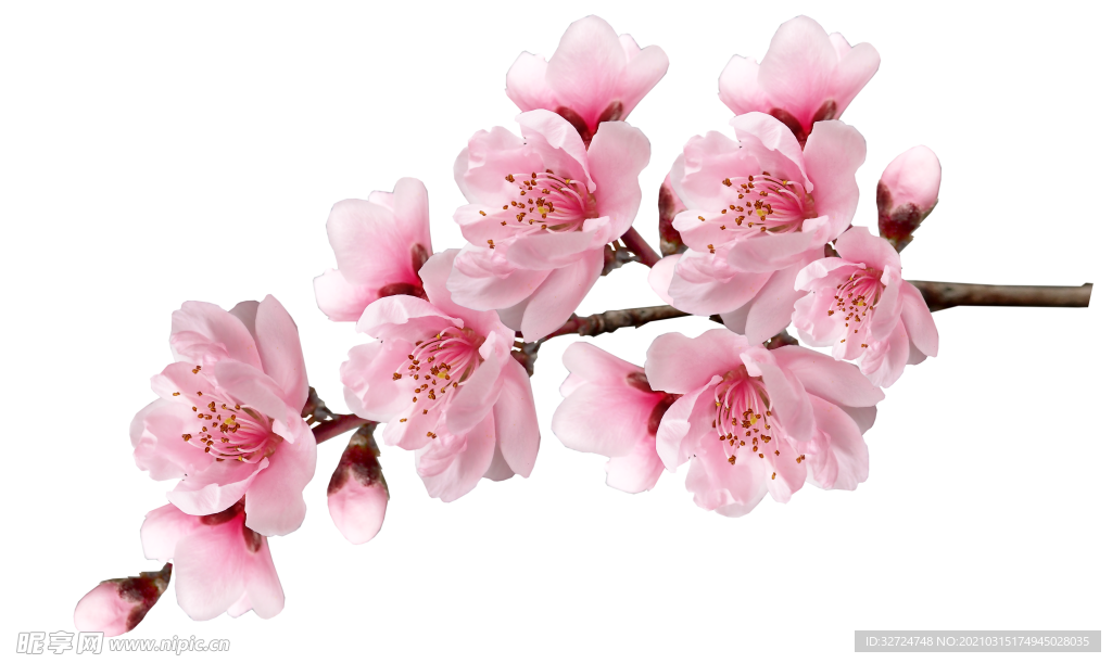 桃花