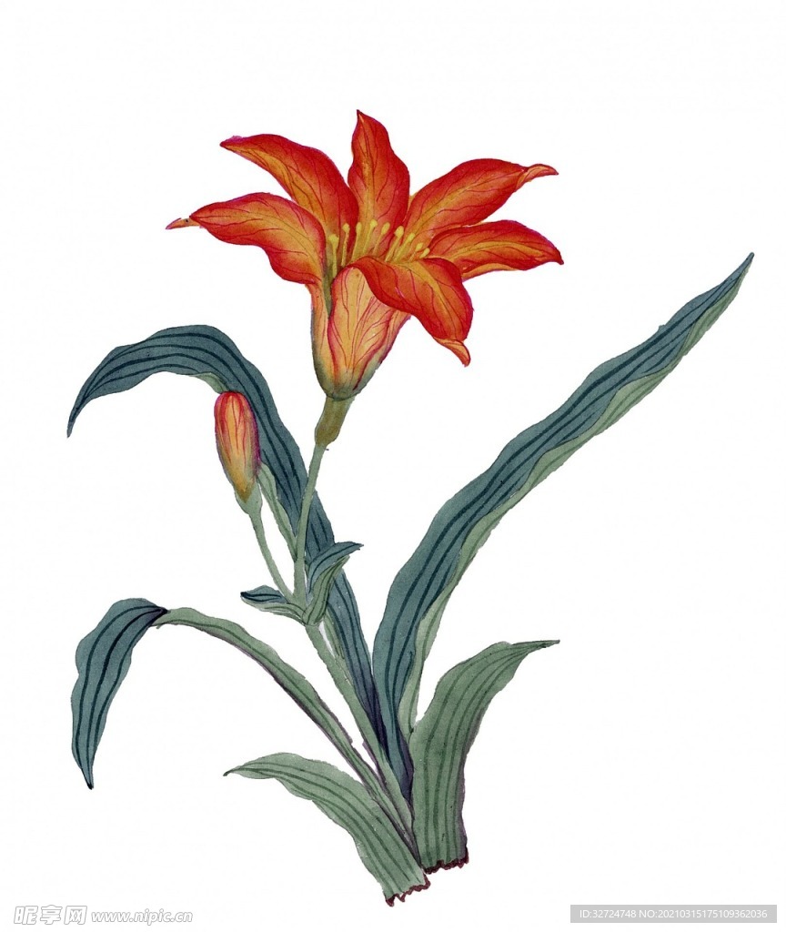 植物插画