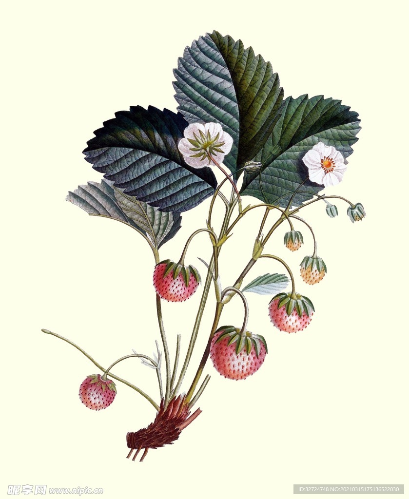草莓