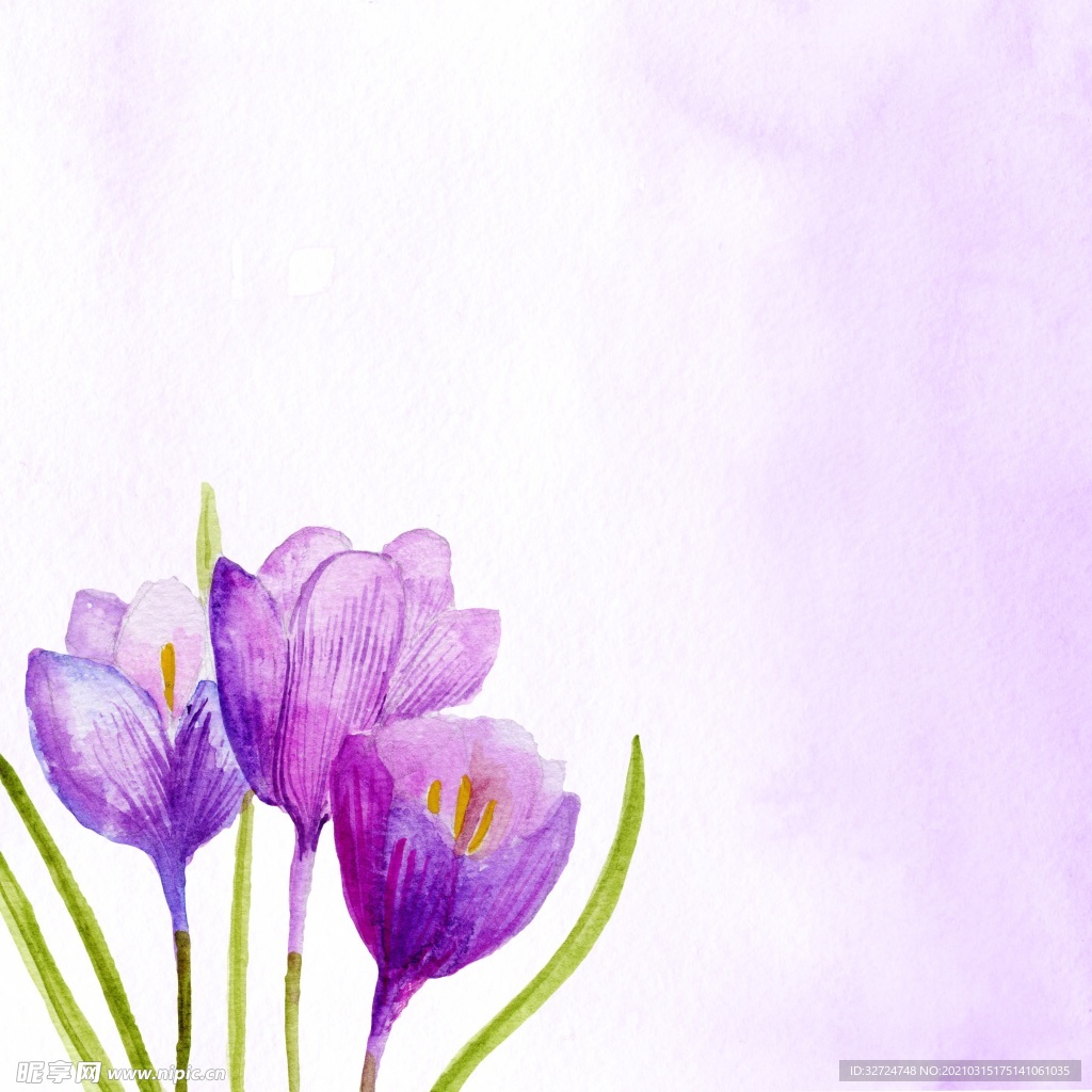 花朵插画