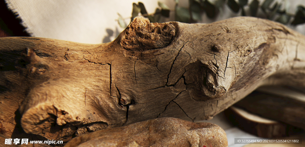 老树根