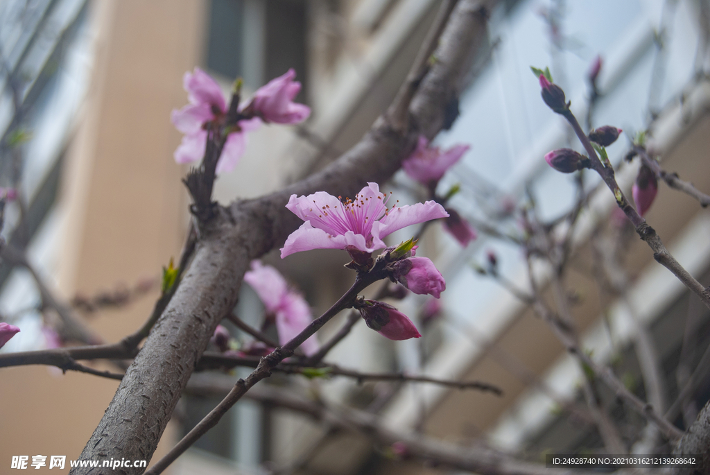 桃花
