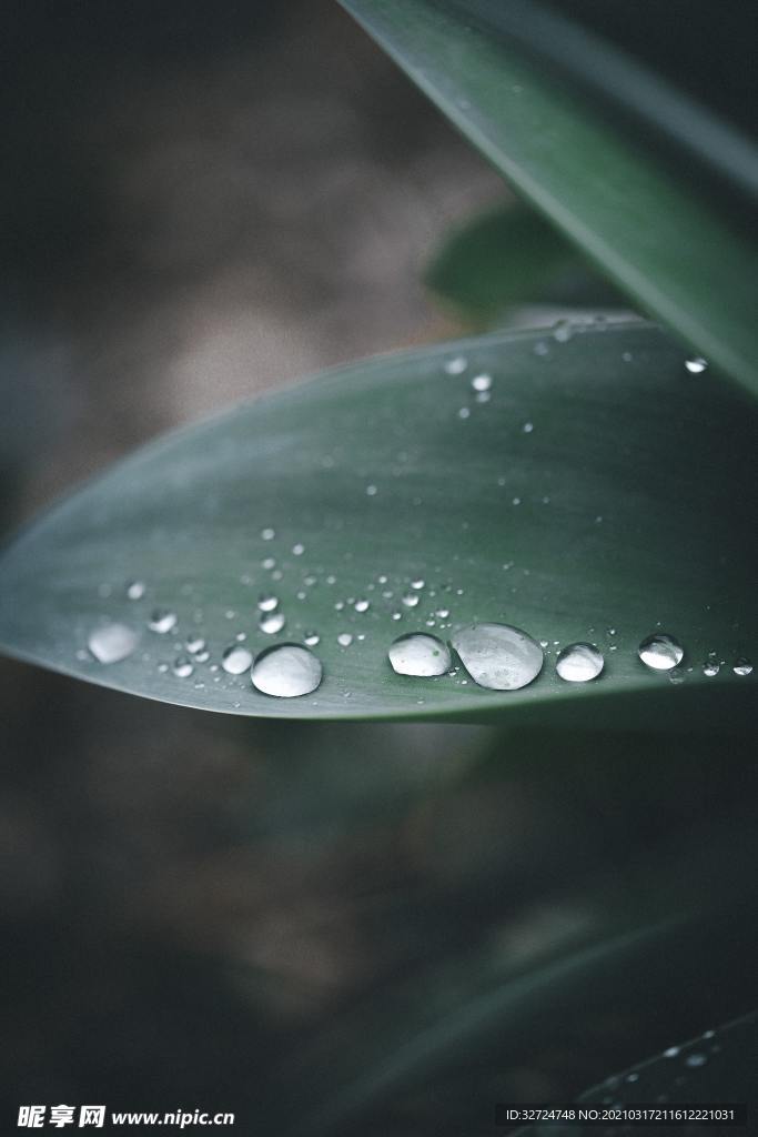 露珠