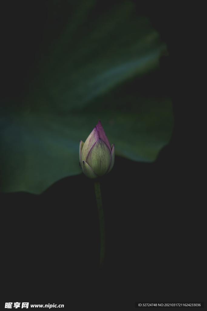 莲花