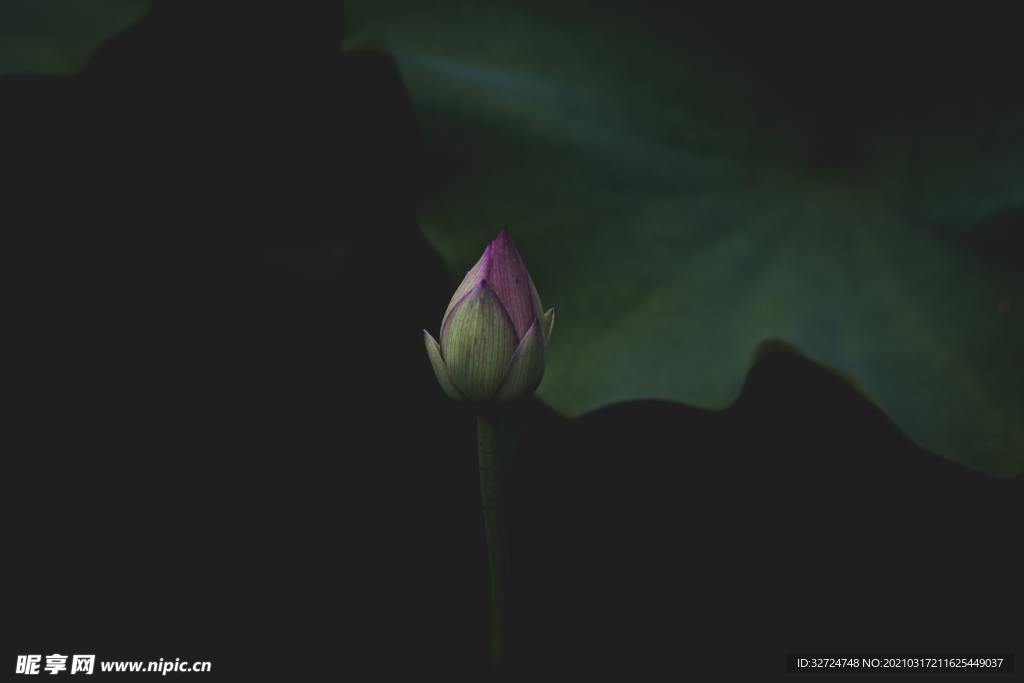 莲花