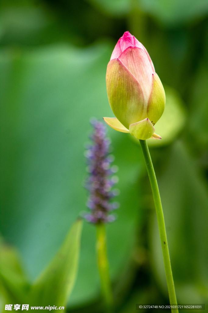 荷花