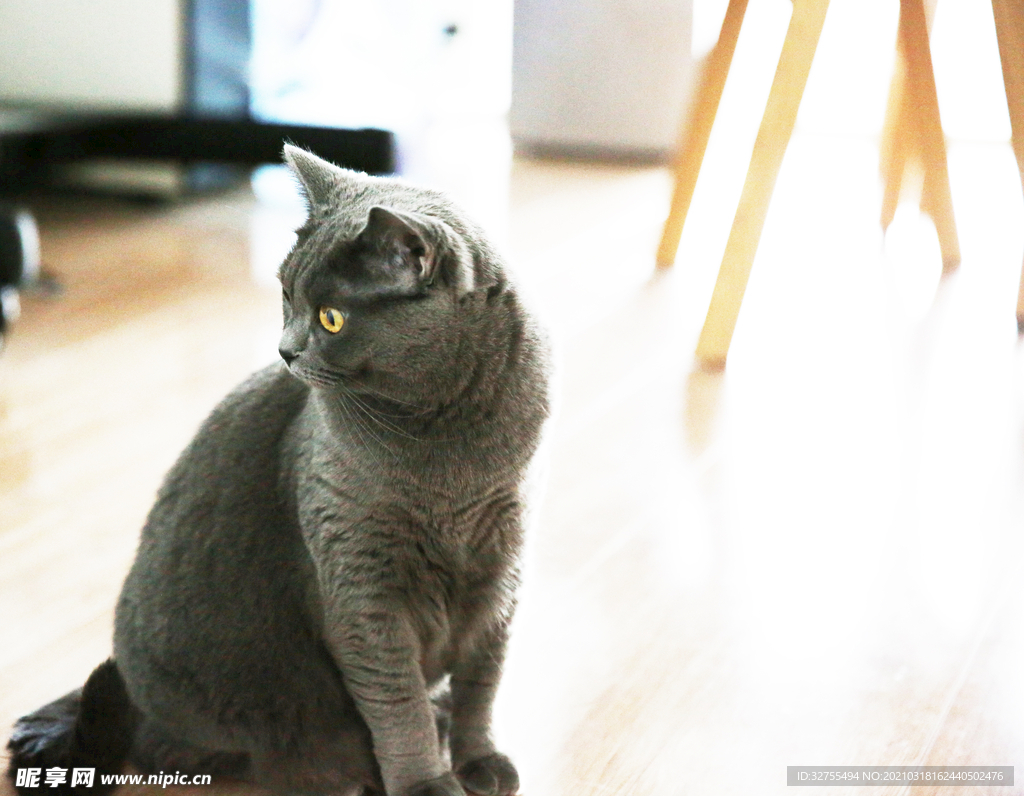 猫