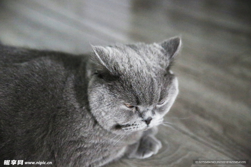 猫