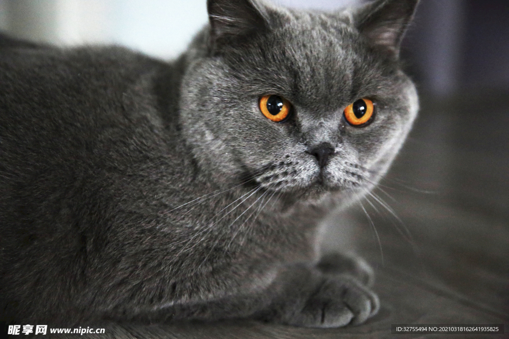 猫