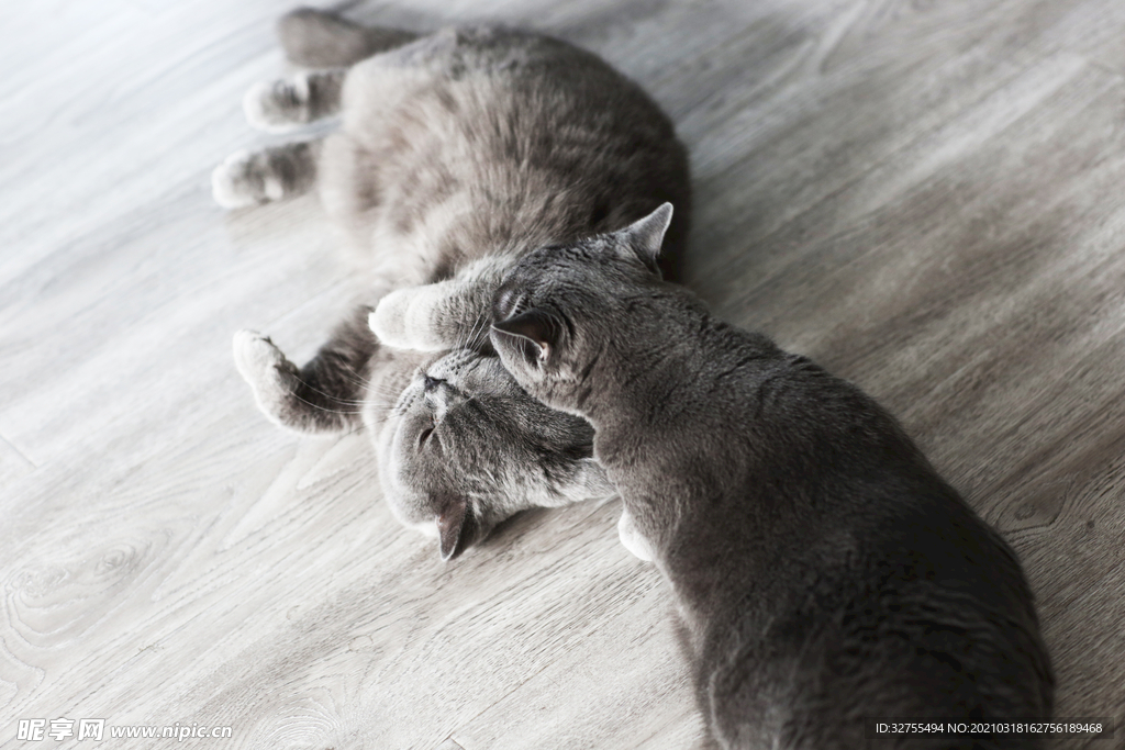 猫