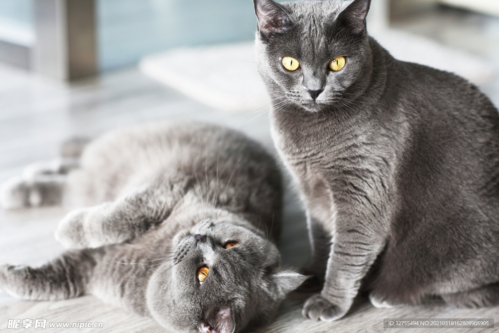 猫