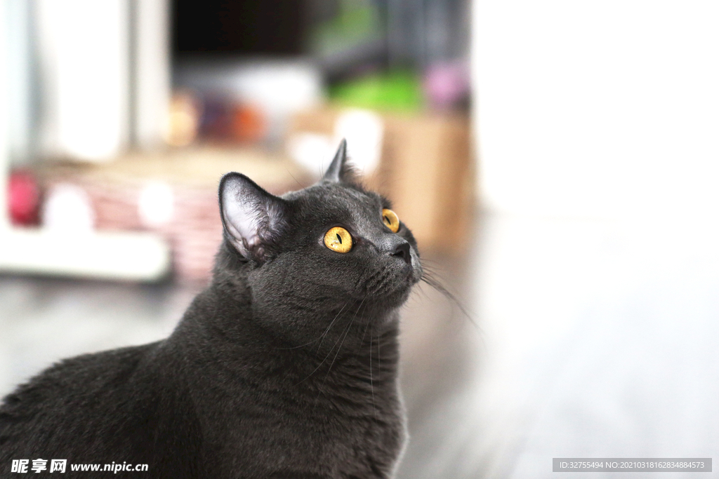 猫