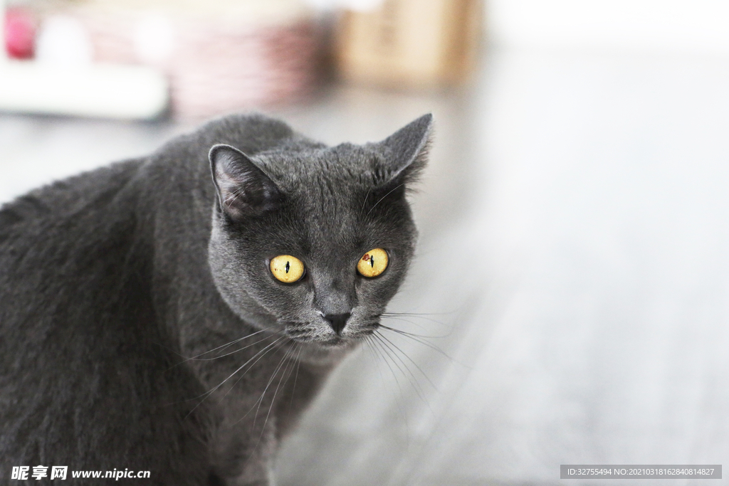 猫