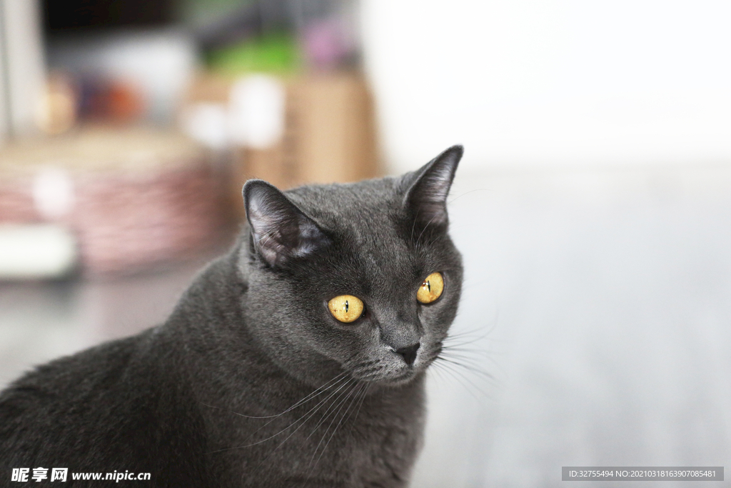 猫