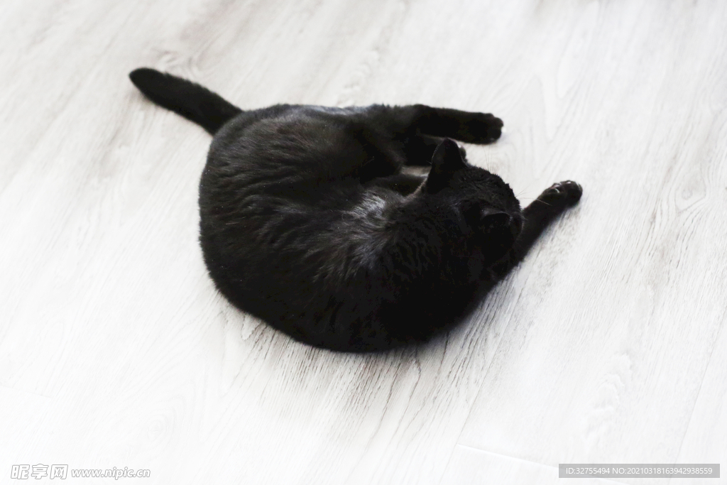 猫