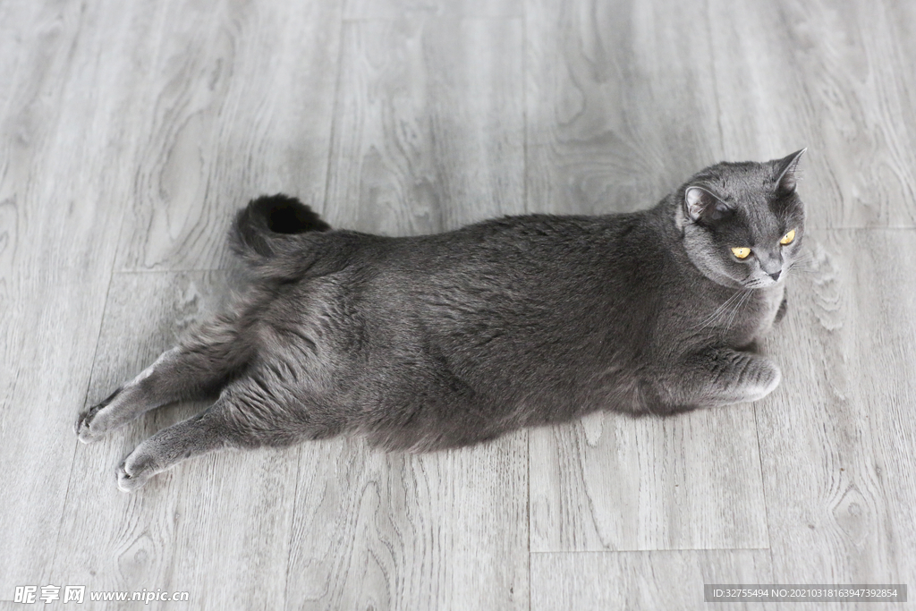 猫