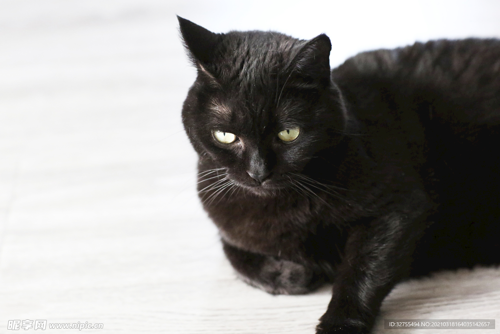 猫