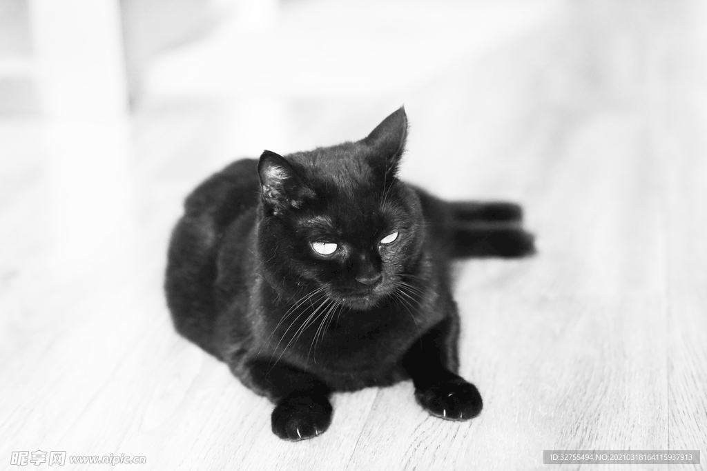 猫