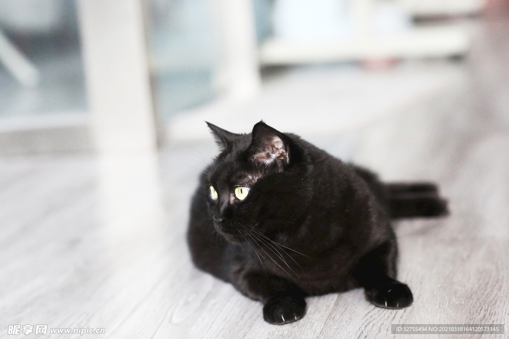 猫