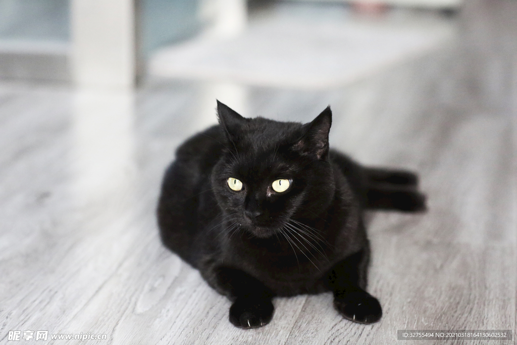 猫