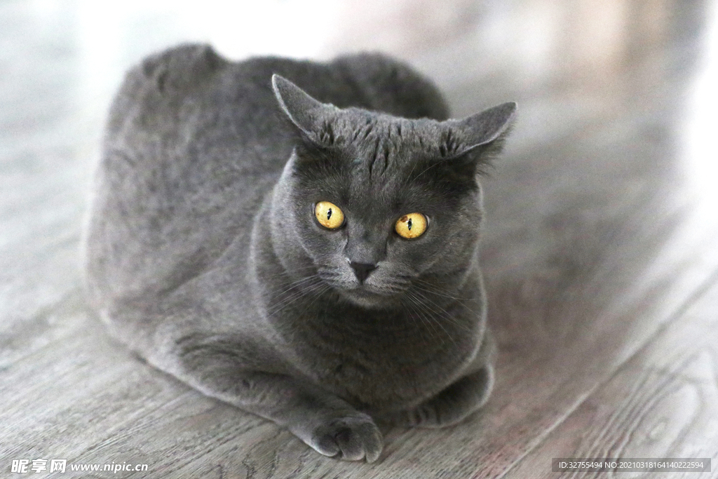 猫