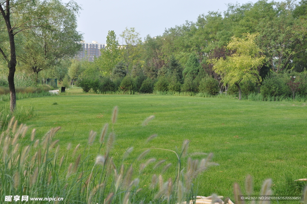 某公园草坪与植物景观