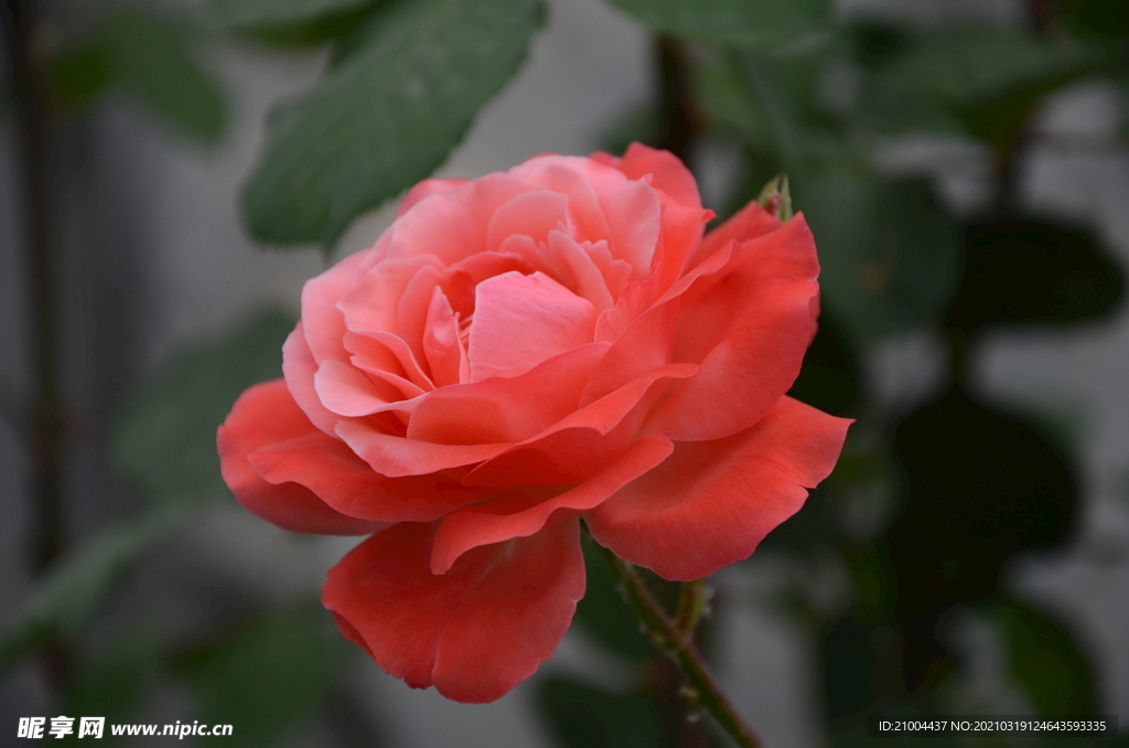 月季花