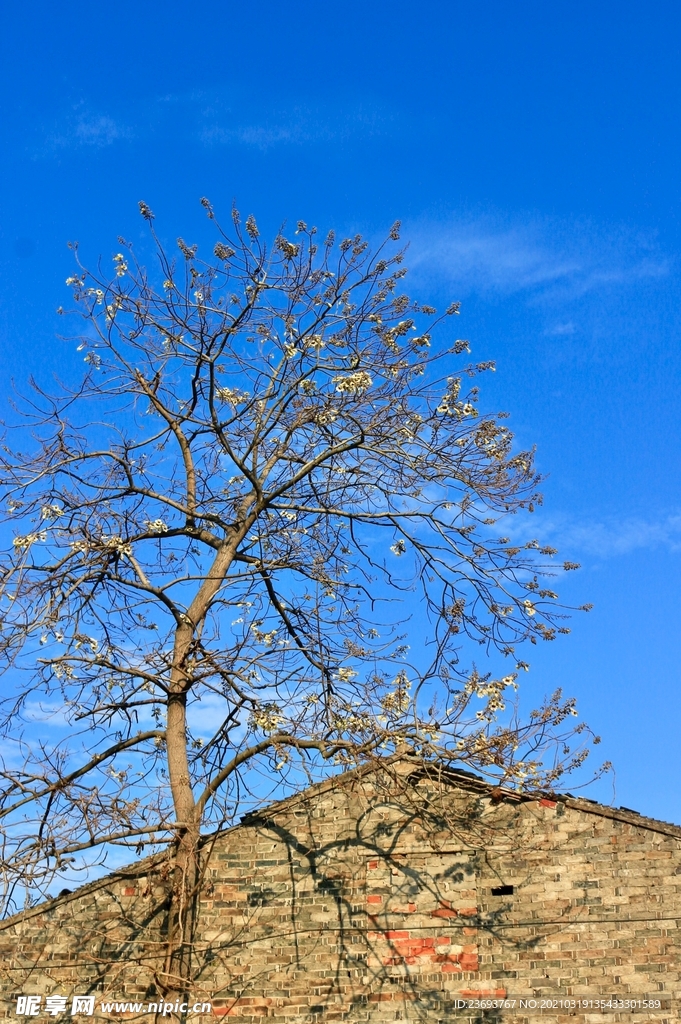 老房与大树2