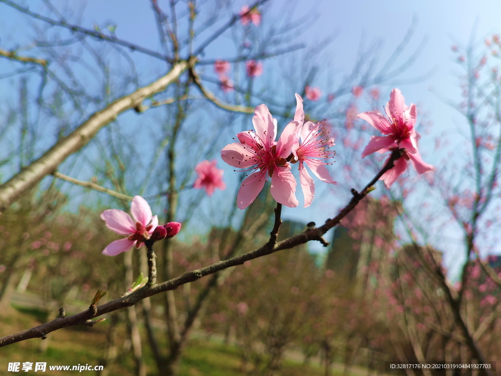 桃花