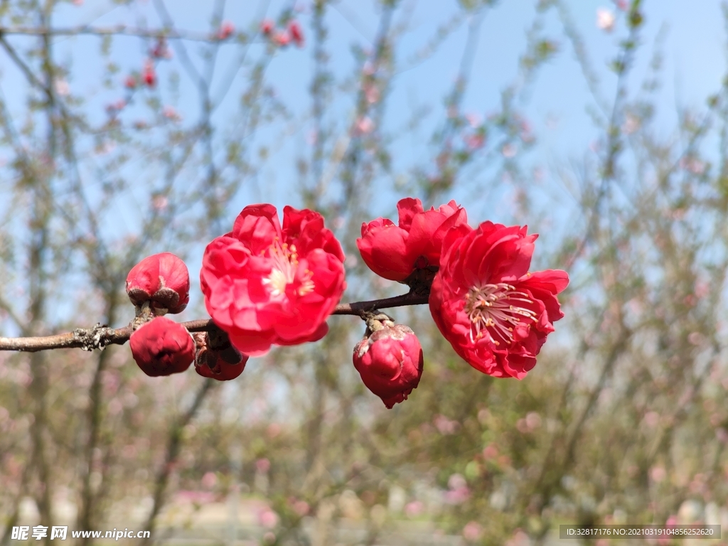 桃花