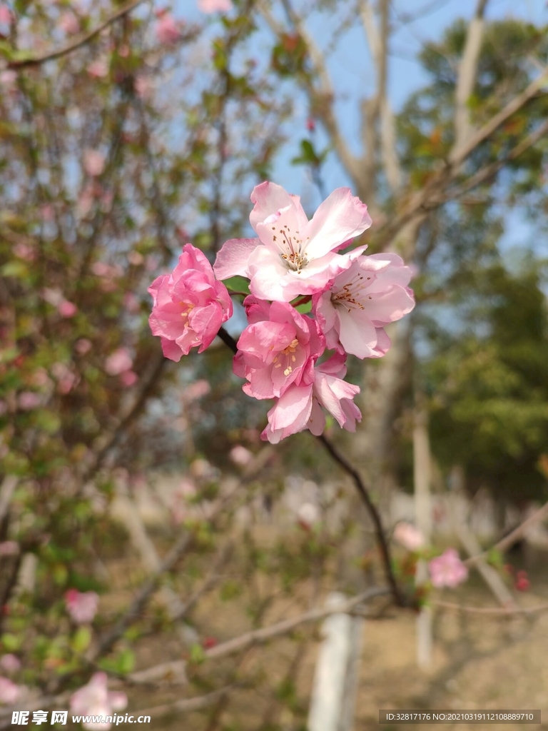 海棠花