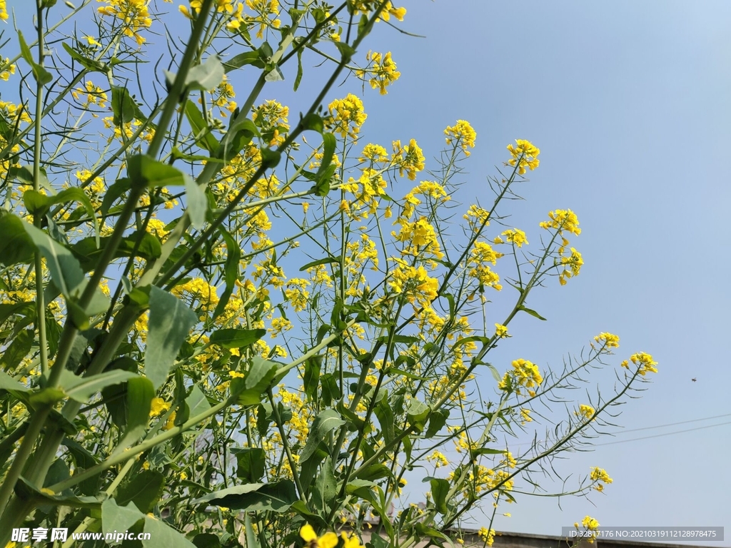 油菜花