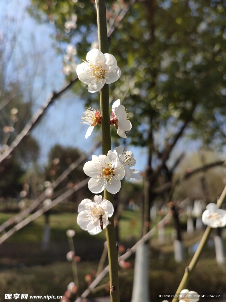 梅花