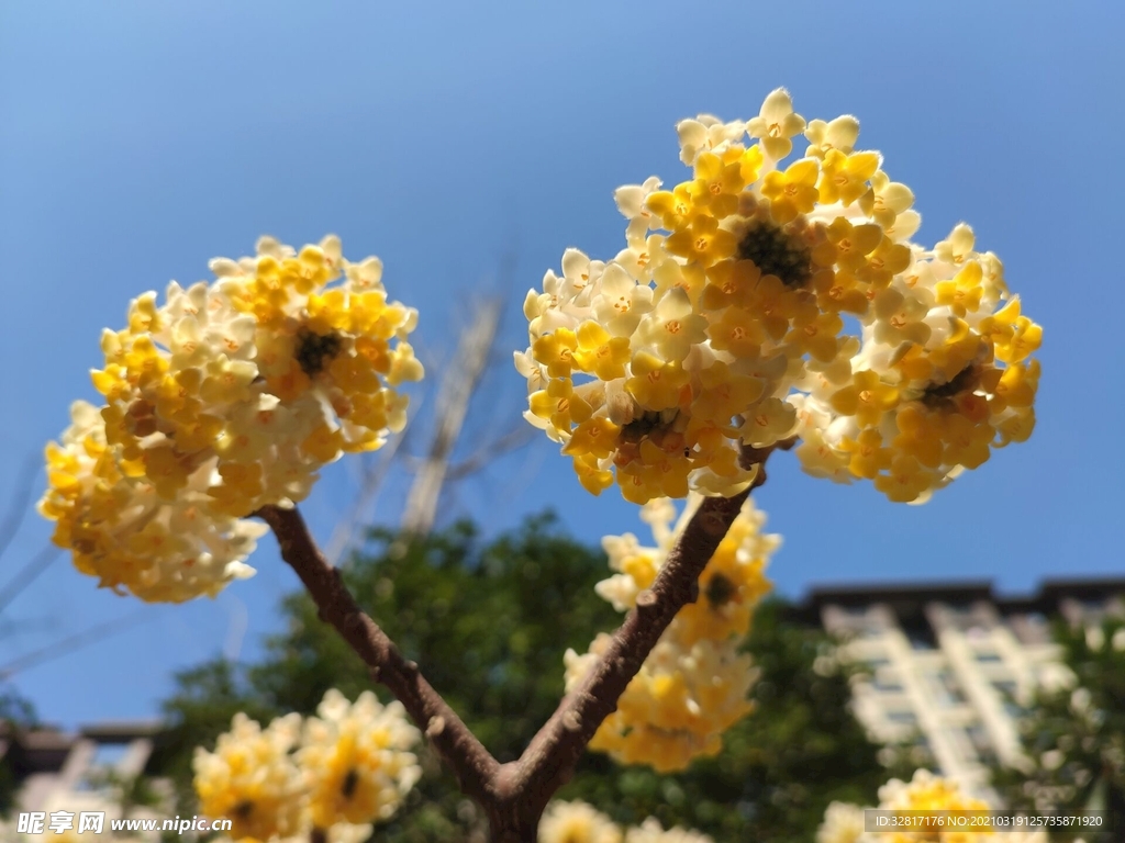 结香花