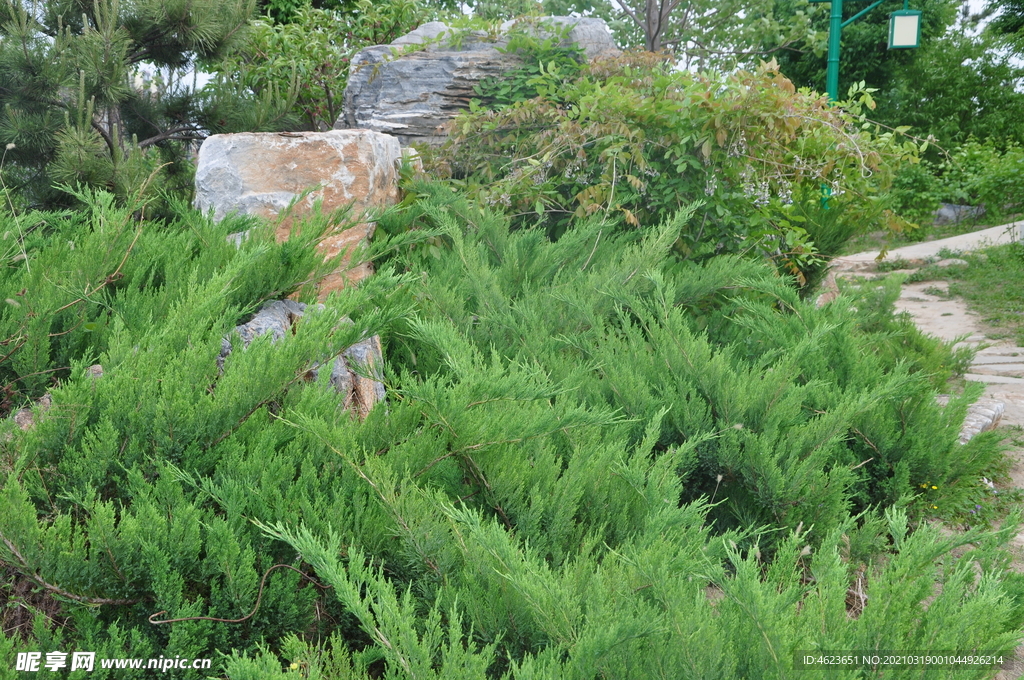 园林花灌木沙地柏