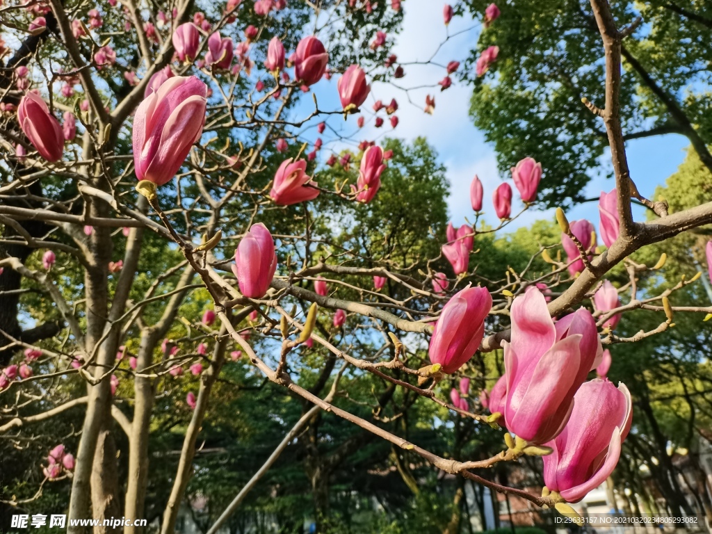 玉兰花