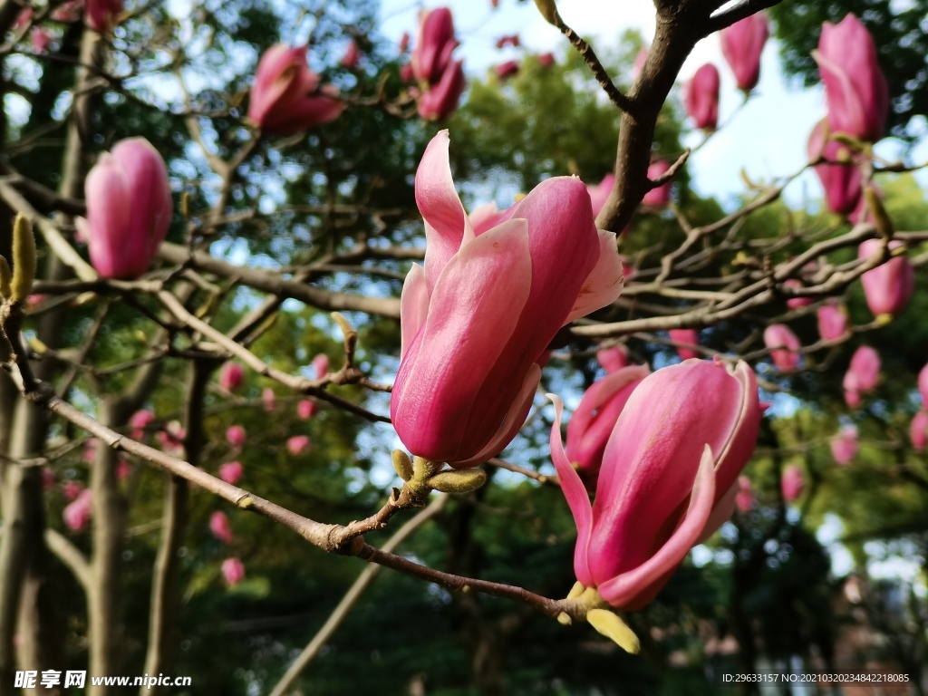 玉兰花