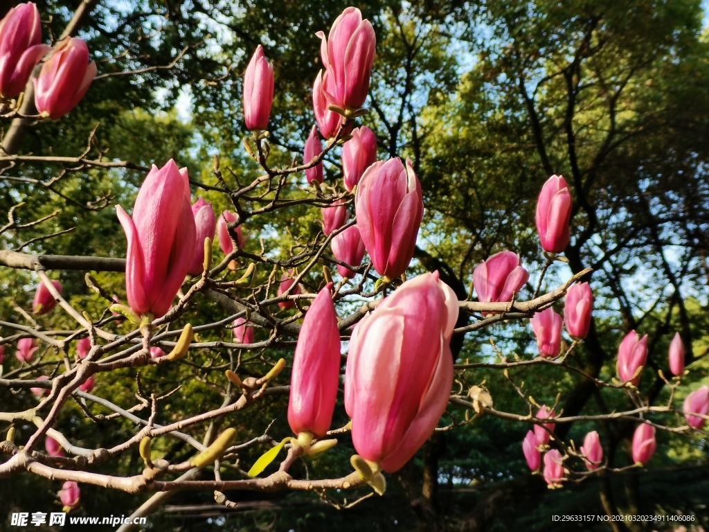 玉兰花
