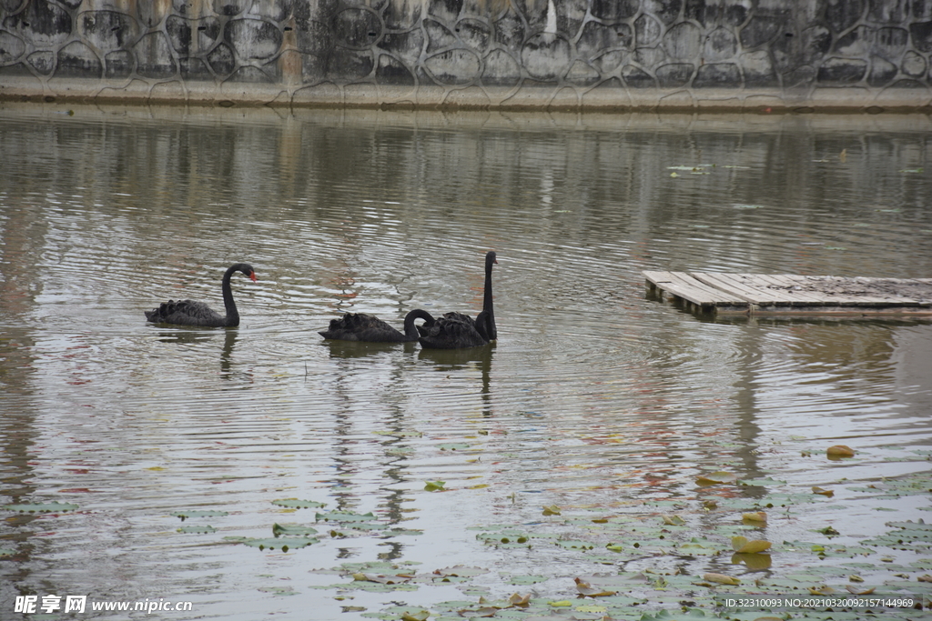 戏水黑天鹅